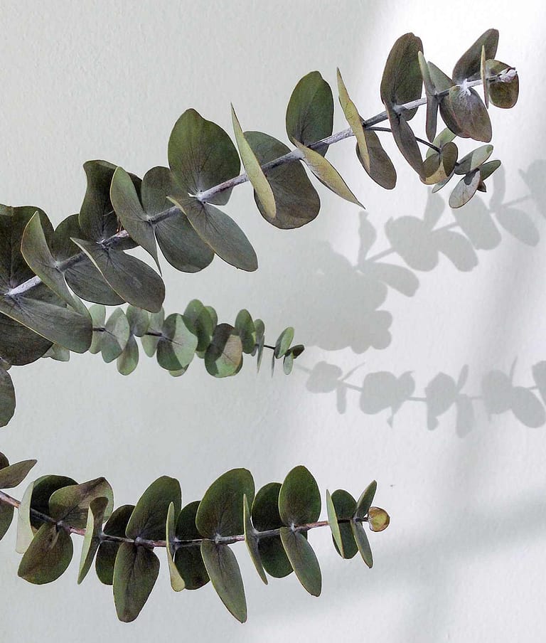 Psykolog Frederiksberg - Lise-Mette Holton - plante