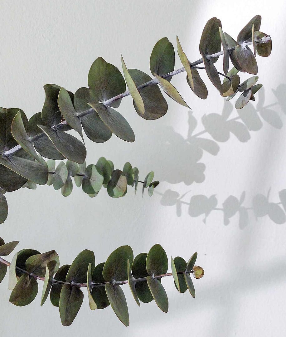 Psykolog Frederiksberg - Lise-Mette Holton - plante